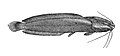 Clarias batrachus Day.jpg