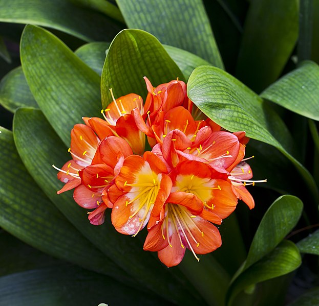 File:Clivia (Clivia miniata), jardín botánico de Tallinn, Estonia, 2012-08-13, DD 01.JPG