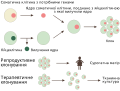 Thumbnail for File:Cloning diagram ukr.svg