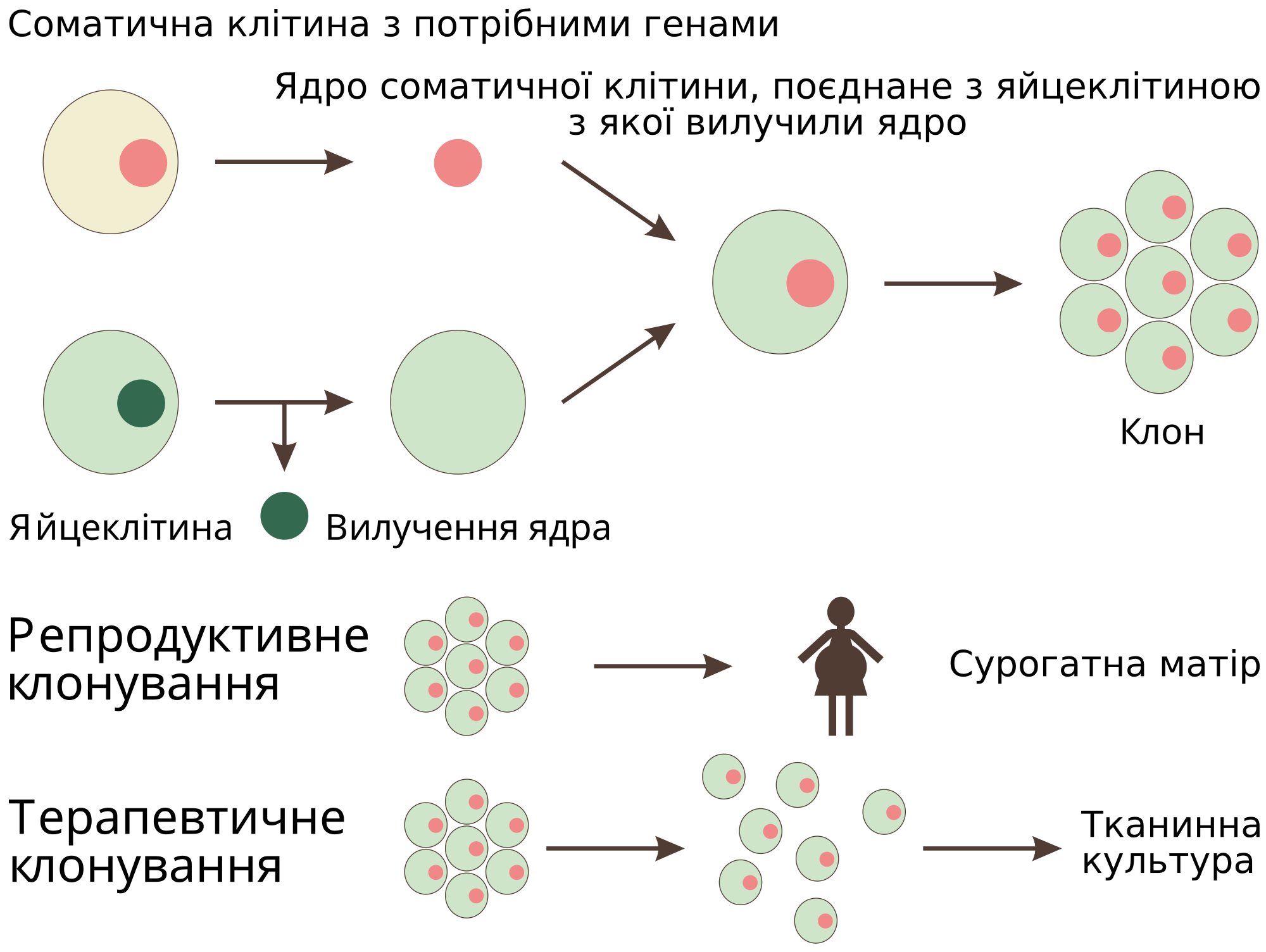 2000px-Cloning_diagram_ukr.svg.png