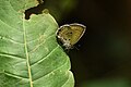 * Nomination Close Wing Basking of Chilades pandava (Horsfield, 1829) - Plains CupidThis image was uploaded as part of Wiki Loves Butterfly. --TAPAN1412 02:06, 12 December 2023 (UTC) * Decline  Oppose insufficient detail --Charlesjsharp 17:53, 12 December 2023 (UTC)