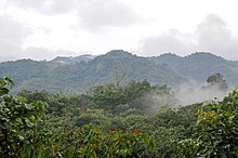 Cloud Forest (32108298811).jpg