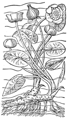 Nuphar lutea -Lithographie tirée du Rariorum plantarum (1601) par Charles de l'Écluse ou Clusius (1526-1609)