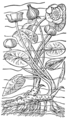 ilustraĵo el Clusius, Rariorum plantarum (1601)