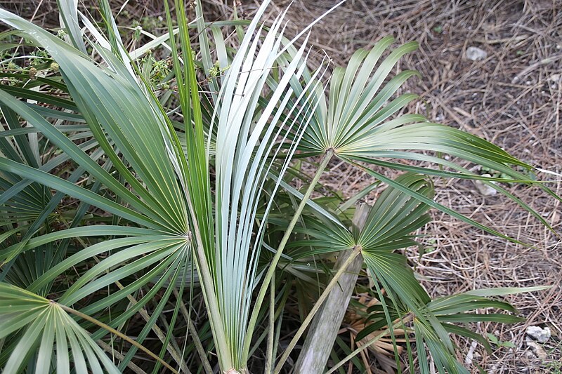 File:Coccothrinax argentata 1zz.jpg