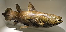 Coelacanth model, Devonian - Houston Museum of Natural Science - DSC01709.JPG