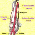 Miniatura para Rama colateral