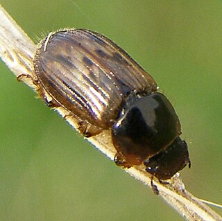<i>Aphodius</i> Genus of beetles