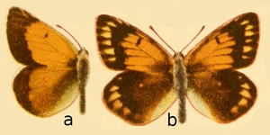 Colias arida in Die Großschmetterlinge der Erde.png