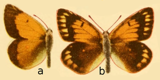 <i>Colias arida</i> Species of butterfly