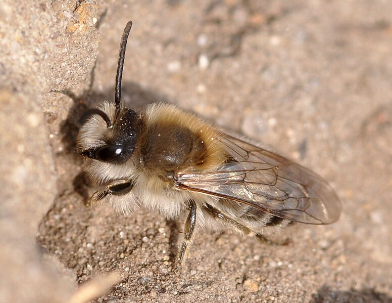 File:Colletes cunicularius m1.JPG