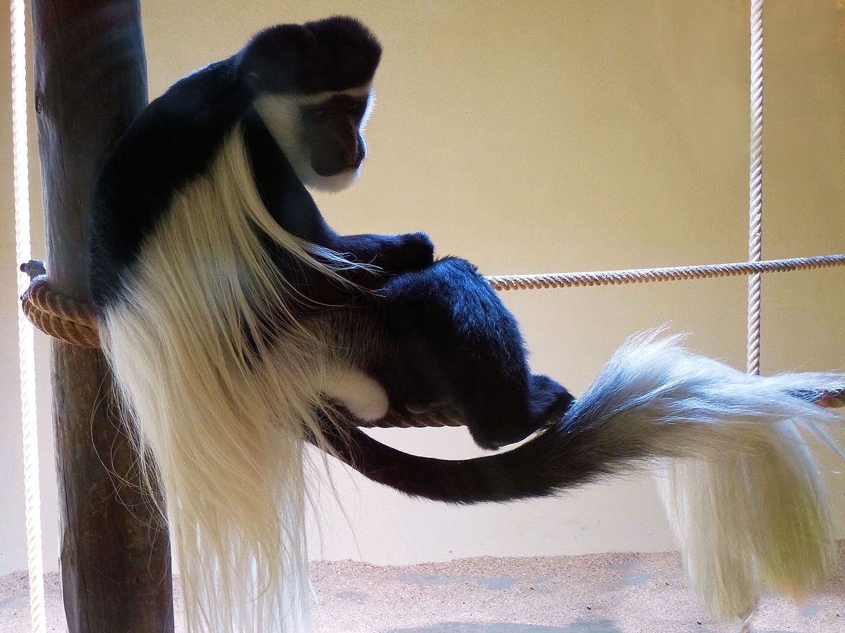 Colobus guereza Wikip dia