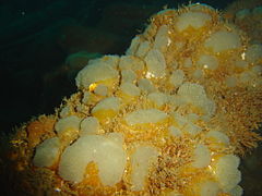 Colonial ascidian