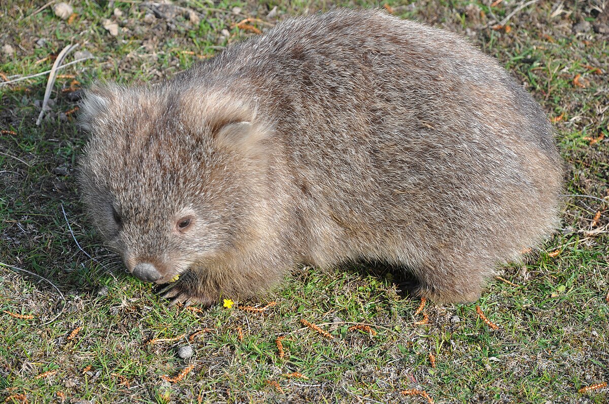 File Common Wombat 8 Jpg Wikimedia Commons