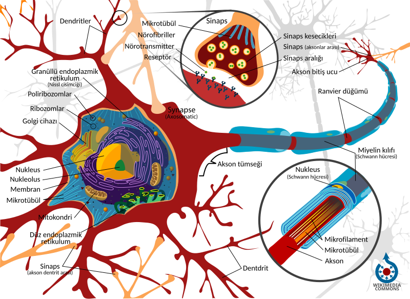 File:Complete neuron cell diagram tr.svg