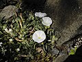 Convolvulus compactus