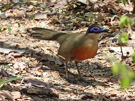 Coquerel's Coua RWD3.jpg