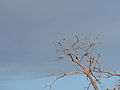 Senegalracke Abyssinian Roller