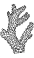 Coral (PSF).png