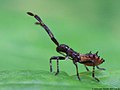 Coreus marginatus (Linnaeus, 1758)