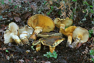 <i>Phlegmacium ponderosum</i> Species of fungus
