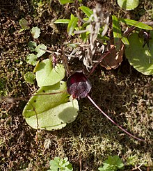 Corybas iridescens in sun.jpg