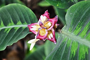 Costus guanaiensis Rusby - Latin America, West Indies.jpg