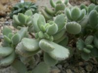 Cotyledon tomentosa