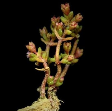 Crassula vaillantii