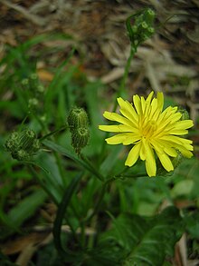 Crepis foetida 1.jpg