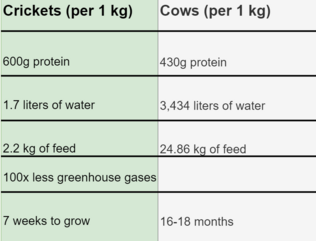 The cost of raising 1kg of cricket meat compared to 1kg of cow meat Cricket diagram 2.png