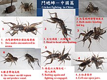 Cricket-fighting in China. Cricket fighting in China.JPG