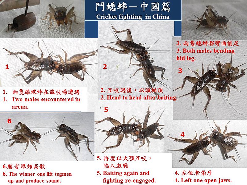 File:Cricket fighting in China.JPG