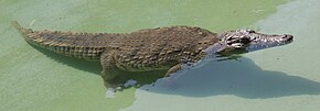 Crocodylus niloticus -
Rancho Texas Park - Tías - Lanzarote PC14.jpg