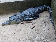 Карликовый крокродил в ботанико-зоологическом саду UAC Bénin.jpg