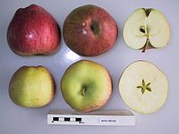 Cross section of Mers Bryan, National Fruit Collection (acc. 1947-306) .jpg