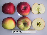 Cross section of Wayne, National Fruit Collection (acc. 1962-037) .jpg