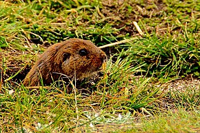 Beschrijving van de afbeelding Ctenomys osvaldoreigi! .Jpg.