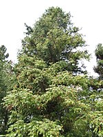 Cunninghamia lanceolata5.jpg