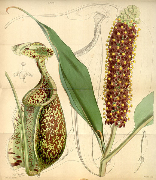 File:Curtis's Botanical Magazine, Plate 4285 (Volume 73, 1847).jpg