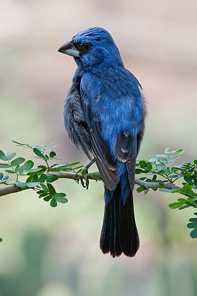 File:Cyanocompsa brissonii -Burgers Zoo, Netherlands -male-8a.jpg