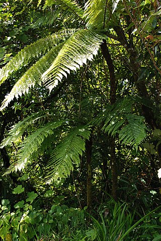 <i>Alsophila borbonica</i> Species of fern