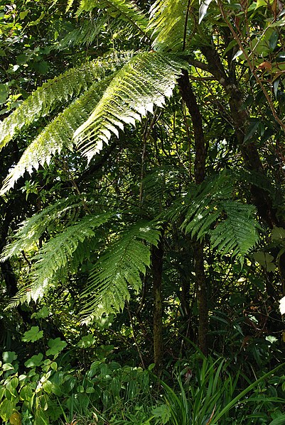 File:Cyathea borbonica.JPG