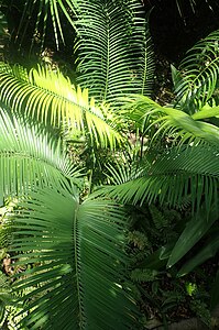 Cycas balansae kz2.jpg