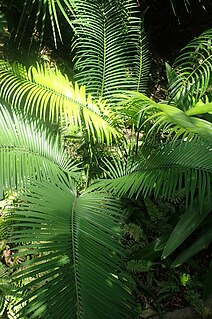 <i>Cycas balansae</i> Species of cycad