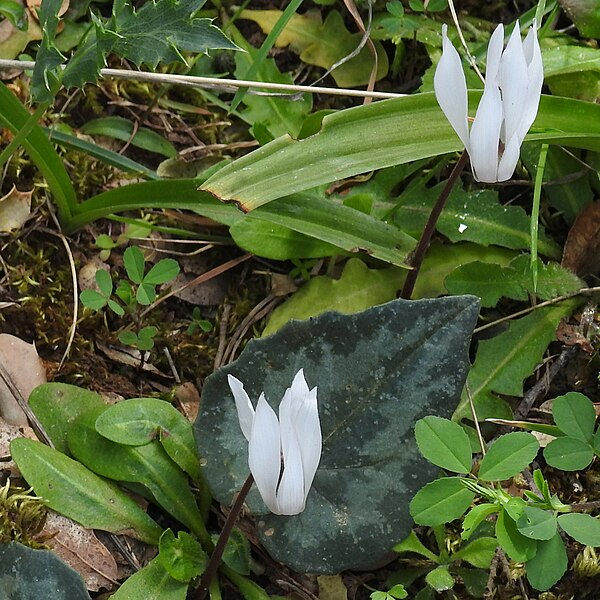 File:Cyclamen creticum RF.jpg