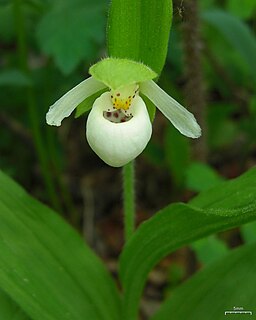 <i>Cypripedium passerinum</i> Species of orchid