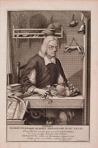 <span class="mw-page-title-main">Georg Eberhard Rumphius</span> German botanist (1627–1702)