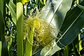 * Nomination Corn field at Sythener Hellweg in Hausdülmen, Dülmen, North Rhine-Westphalia, Germany --XRay 03:44, 2 August 2021 (UTC) * Promotion  Support Good quality -- Johann Jaritz 03:57, 2 August 2021 (UTC)