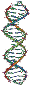 DNAren irudikapena, genetikan funtsezkoa den polimeroa.